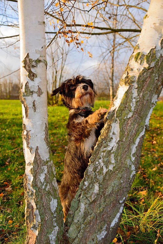 A dog climbs birches in the park, mixed breed, mixed breed dog, wire-haired dachshund terrier-Havanese mix, Rüde, Ilsede, Lower Saxony, Germany