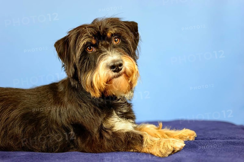 A curious-looking dog is lying on a black blanket in front of a blue wall, mixed breed dog, wire-haired dachshund terrier-Havanese mix, male, Germany