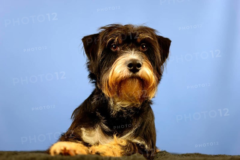 A dog with calm facial expression in front of a blue wall, mixed breed dog, wire-haired dachshund terrier-Havanese mix, male, Germany