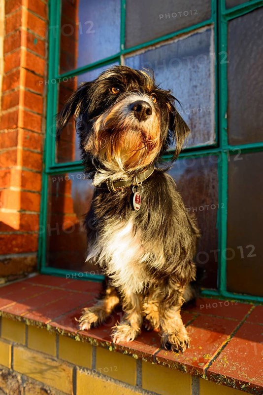 A dog sitting in sunlight in front of a window, mixed breed dog, wire-haired dachshund terrier-Havanese mix, male, Ilsede, Lower Saxony, Germany