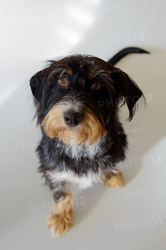 A dog looks up against a light background, mixed breed, mixed breed dog, wire-haired dachshund terrier-Havanese mix, male, Germany