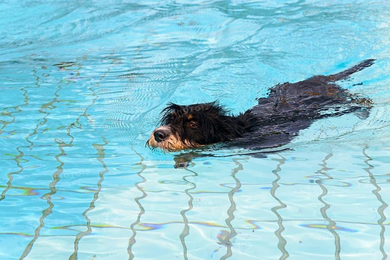 A dog swims through the pool, dog swimming in the outdoor pool, mixed breed, mixed breed dog, wire-haired dachshund terrier Havanese mix, Rüde, Ilsede, Lower Saxony, Germany