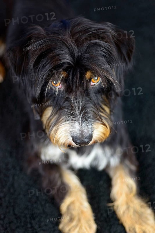 Close-up of a black and brown dog looking seriously on a dark carpet, mixed breed dog, wire-haired dachshund terrier Havanese mix, male, Germany