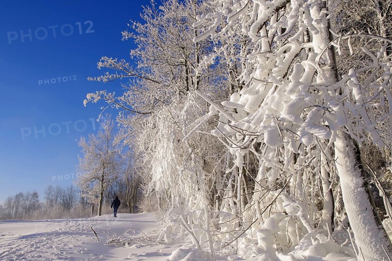 Winter landscape, snow, trees, path, individual walker, Winterberg, North Rhine-Westphalia, Germany, snow-covered branches line the path through the snowy landscape in Sauerland