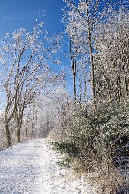 Winter landscape, snow, trees, path, Winterberg, North Rhine-Westphalia, Germany, A lonely snowy path in Sauerland