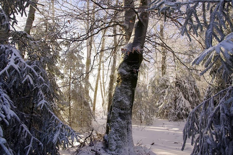 Winter landscape, snow, lighting atmosphere, forest, Winterberg, North Rhine-Westphalia, Germany, The sunlight falls on the snow-covered ground between the trees