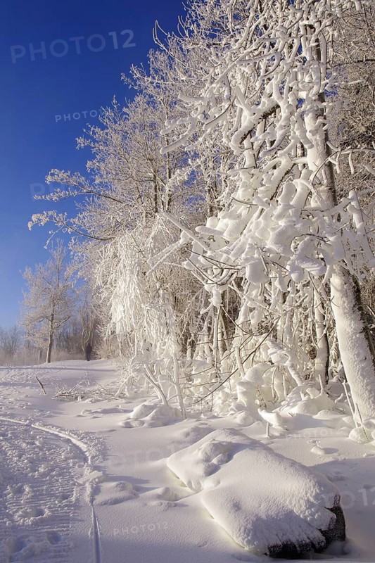 Winter landscape, snow, trees, path, atmospheric, Winterberg, North Rhine-Westphalia, Germany, pure winter atmosphere with blue sky and snow-covered landscape
