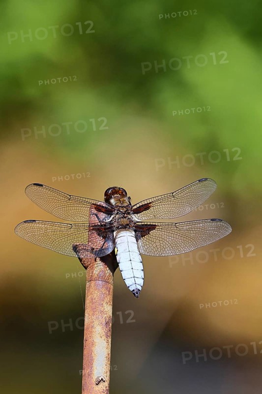 Flat-bellied dragonfly (Libellula depressa), family of damselflies (Libellulidae), male sitting on a fence top in the garden, close-up, Wilnsdorf, North Rhine-Westphalia, Germany
