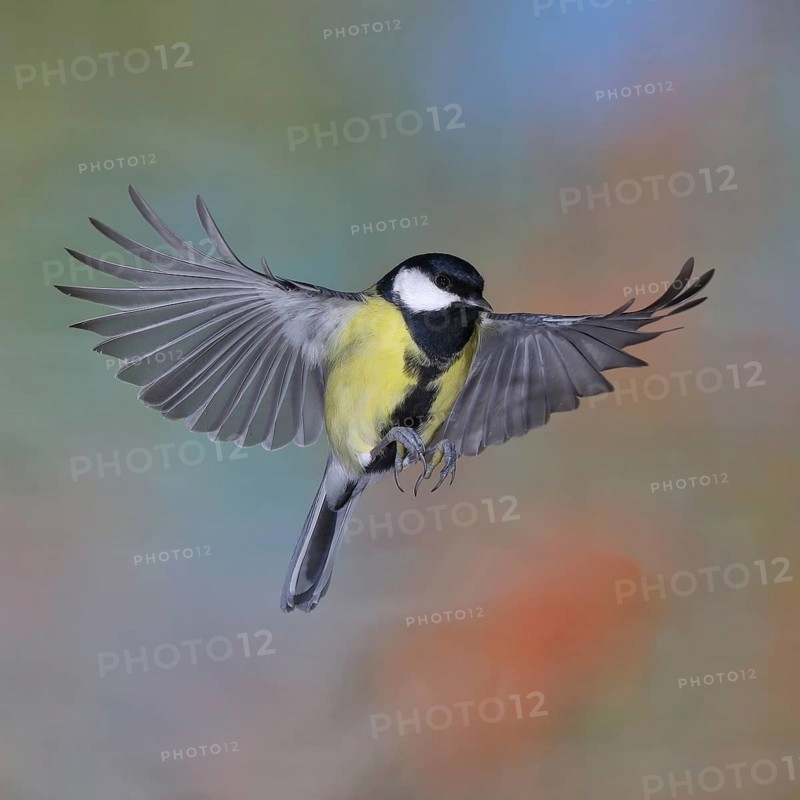 Great tit (Parus major), male in flight, high-speed aerial photograph Wilnsdorf, North Rhine-Westphalia, Germany
