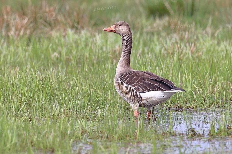 Grey goose (Anser anser) on a moor, Dümmer, Lake Dümmer, Ochsenmoor, Hüde, Lower Saxony, Germany