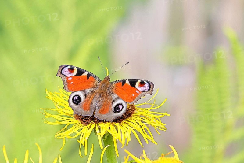 Peacock butterfly (Aglais io), on a yellow flower of a Great Telekie (Telekia speciosa), Wilnsdorf, North Rhine-Westphalia, Germany
