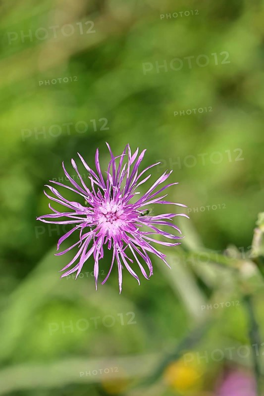 Meadow knapweed or common knapweed (Centaurea jacea), flower, Wilnsdorf, North Rhine-Westphalia, Germany