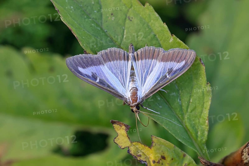 Box tree moth (Cydalima perspectalis) on a leaf, close-up, Wilnsdorf, North Rhine-Westphalia, Germany