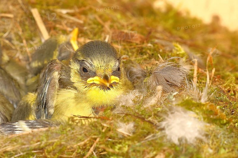 Blue tit (Cyanistes caeruleus) young in the nest, Wilnsdorf, North Rhine-Westphalia, Germany