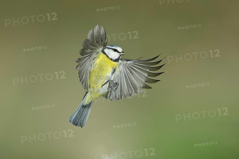 Blue tit (Parus caeruleus) in flight, flight photo, high speed flight photo Wilnsdorf, North Rhine-Westphalia, Germany