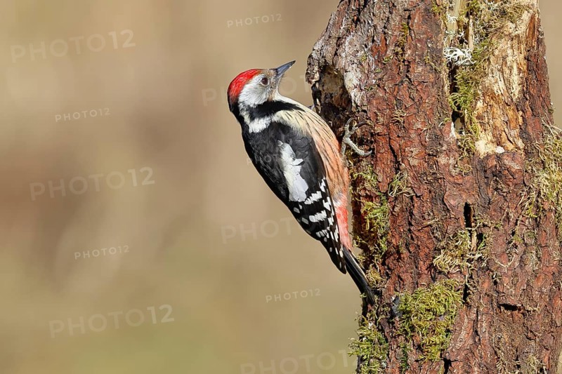 Middle spotted woodpecker (Dendrocopos medius) foraging on a tree stump overgrown with moss and lichen, Wildlife, Woodpeckers, Birds, Nature photography, Wilnsdorf, North Rhine-Westphalia, Germany