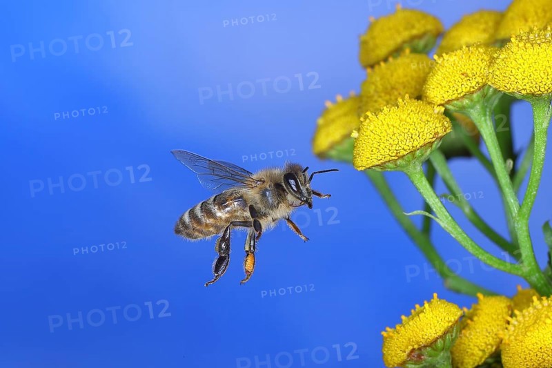 European honey bee (Apis mellifera), in flight on a flower of tansy or worm fern (Tanecetum vulgare), Wilnsdorf, North Rhine-Westphalia, Germany