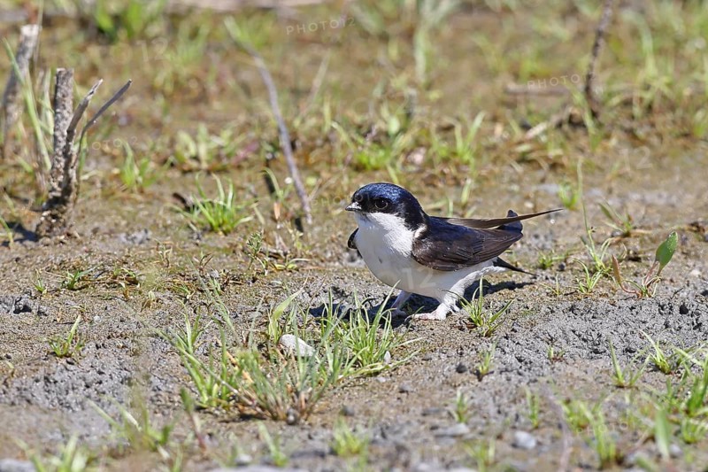 House martin (Delichon urbicum), picking up clay for nest building, wildlife, migratory birds, songbirds, animals, birds, swallows, Ziggsee, Lake Neusiedl, Burgenland, Austria