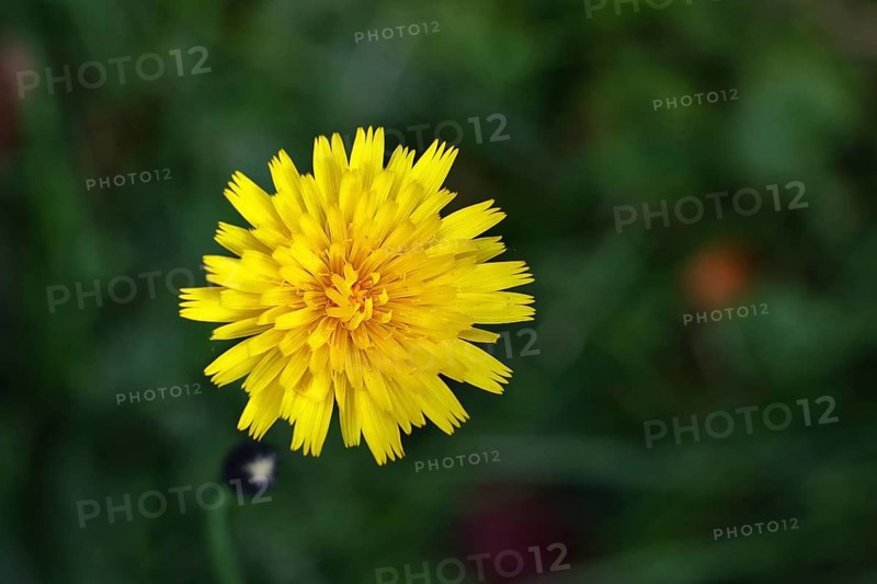 Mouse-ear hawkweed, also known as Lesser mouse-eared hawkweed or long-haired hawkweed (Hieracium pilosella), medicinal plant used medicinally as a diuretic, it also has a mild psychoactive effect that has been compared to that of cannabis, Wilnsdorf, North Rhine-Westphalia, Germany