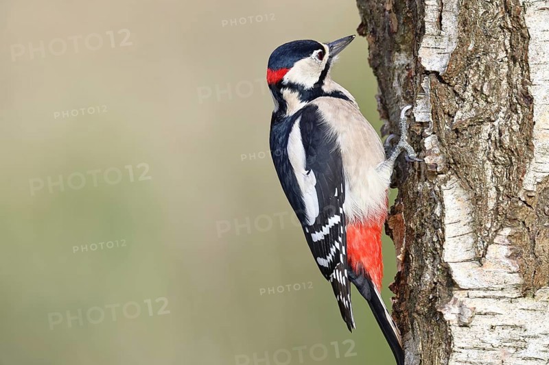 Great spotted woodpecker (Dendrocopus major), male, foraging on the trunk of a common birch (Betula pendula), wildlife, woodpeckers, nature photography, autumn, Wilnsdorf, North Rhine-Westphalia, Germany