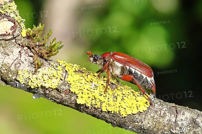 May beetle, wood cockchafer (Melolontha hippocastani), female, on a branch covered with lichen, close-up, Wilnsdorf, North Rhine-Westphalia, Germany