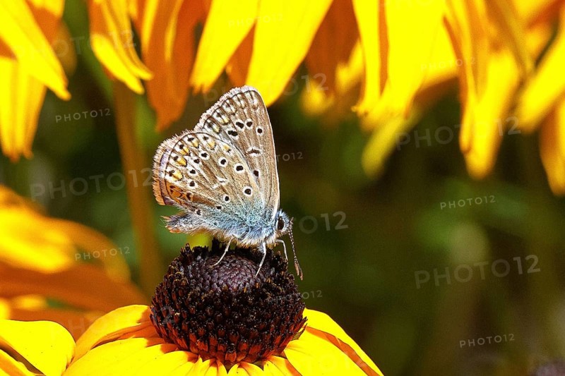 Ononis natrix blue (Polyommatus icarus), common blue, female on a flower of the yellow coneflower (Echinacea paradoxa), underside of the wing, butterfly (butterfly) of the family Lycaenidae, occurring in Europe, North Africa and Asia, Wildlife, Wilnsdorf, North Rhine-Westphalia, Germany