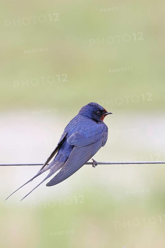 Barn Swallow (Hirundo rustica) sitting on a pasture fence, wildlife, animals, birds, swallows, migratory bird, Ochsenmoor, Dümmer See nature park Park, Hüde, Lower Saxony, Germany