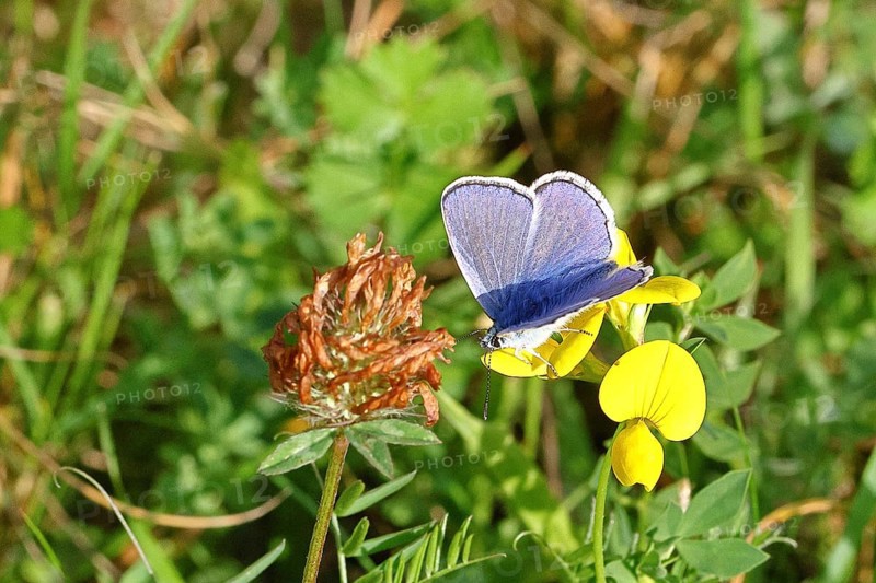 Blue butterfly (Polyommatus icarus), Common blue, male on a flower of the Bird's-foot Trefoil (Lotus corniculatus), in a meadow, upper wing, butterfly (diurnal butterfly) of the family Lycaenidae, occurrence in Europe, North Africa and Asia, wildlife, Wilnsdorf, North Rhine-Westphalia, Germany