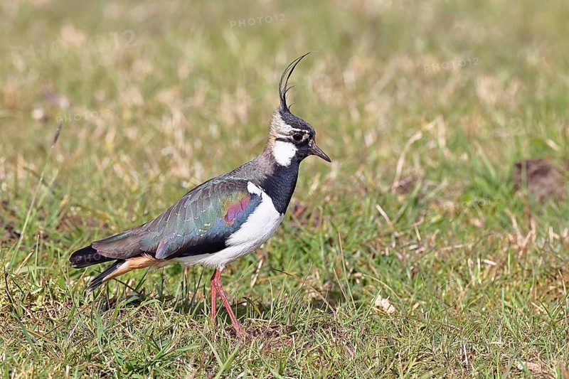 Lapwing (Vanellus vanellus), in splendid plumage, foraging in a marshy meadow, wildlife, Lembruch, Ochsen Moor, Dümmer nature park Park, Lower Saxony, Germany