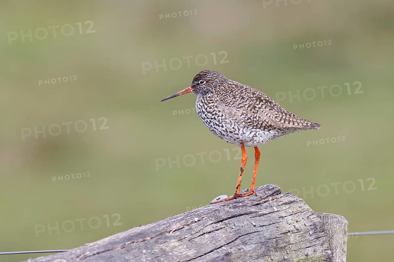 Redshank (Tringa totanus) standing on a pasture fence post, snipe bird, spring, wildlife, Hüde, Ochsenmoor, Dümmer See, Hüde, Lower Saxony, Germany