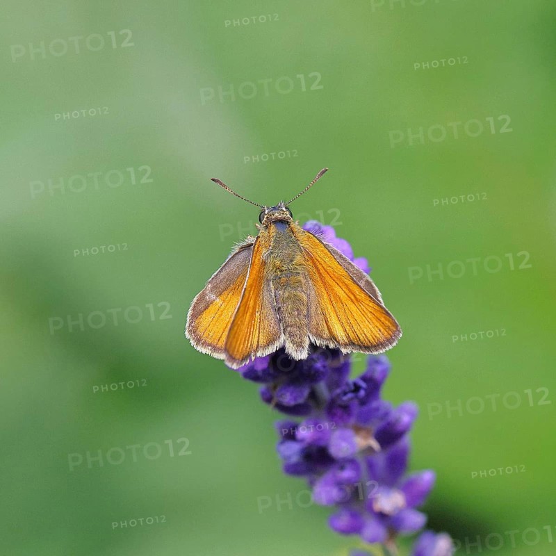Large skipper (Ochlodes venatus), collecting nectar from a flower of Common lavender (Lavandula angustifolia), close-up, macro photograph, Wilnsdorf, North Rhine-Westphalia, Germany