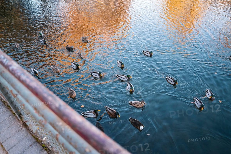 Ducks swimming in a river with water reflected by autumn colors, Stadtgarten Pforzheim, Germany