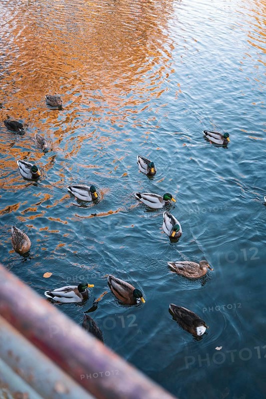 Ducks swim in a body of water reflected by autumn colors, Stadtgarten Pforzheim, Germany