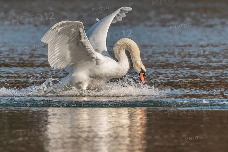 Swan spreads his wings as he flees from the pond. The water splashes around him. It is a lively natural scene. The sky is clear and the sun is shining. Bas Rhin, Alsace, France