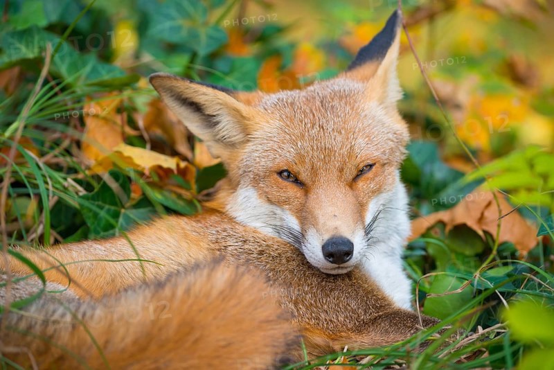 Red fox (Vulpes vulpes) lies between grass and autumn leaves and looks attentively, but relaxed, into the camera, eyes, gaze, forest, forest animal, predator, animal, animals in the city, urban fox, fluffy, fur, fox red, fox fur, camouflage, camouflaged, camouflage colouring, cute, peaceful, curious, curiosity, fox tail, symbolic image for taking a break, relaxation, autumnal, habitat, ecological niche, species protection, stepping stone, stepping stone biotope, biotope, coexistence, territory, cemetery, Kreuzberg, Berlin, Germany