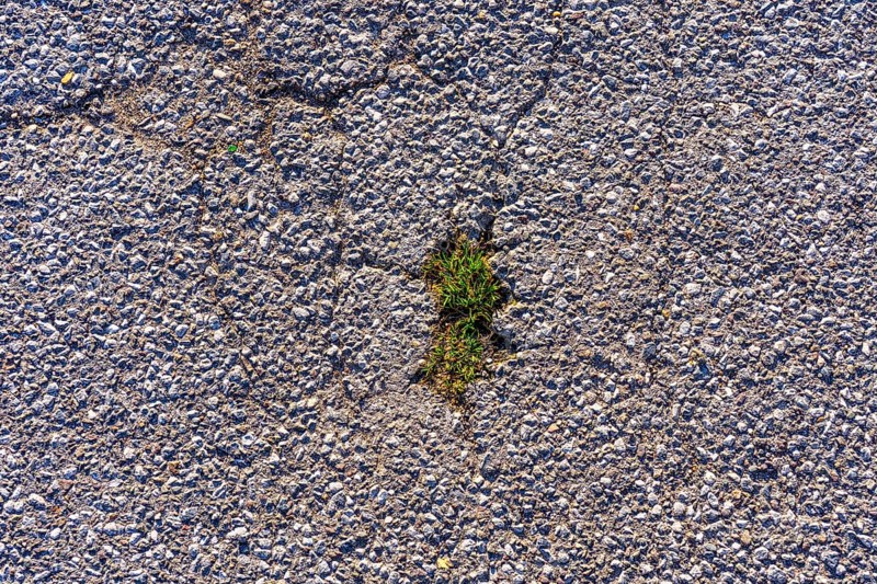 Grass grows in a gap in the asphalt surface, soil, with many, small cracks, roadway, parking lot