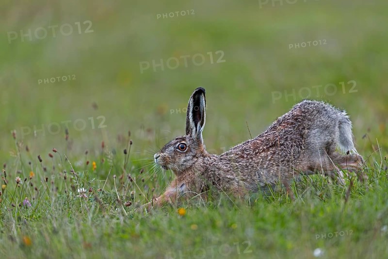 Anyone observing the behaviour of brown hares (Lepus europaeus) will notice recurring patterns of behaviour: after eating, they often stand on their haunches and stretch their bodies, Germany