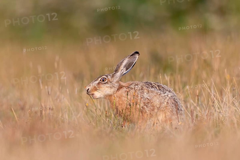 A brown hare (Lepus europaeus) eating an ear of grass, Germany