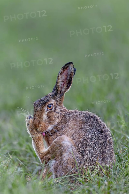 European hare (Lepus europaeus) grooming its fur after a rain shower, Germany