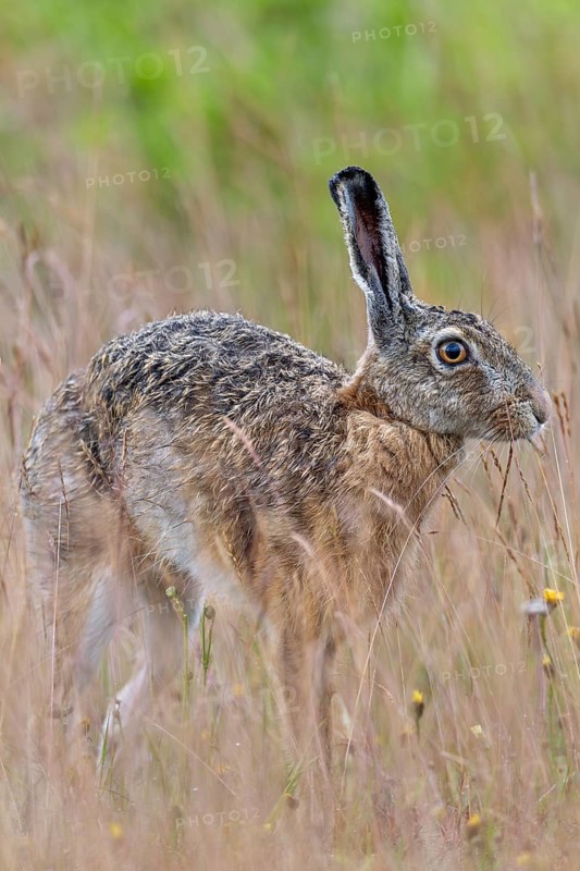 Brown hares (Lepus europaeus) often take breaks to stretch while foraging, Germany