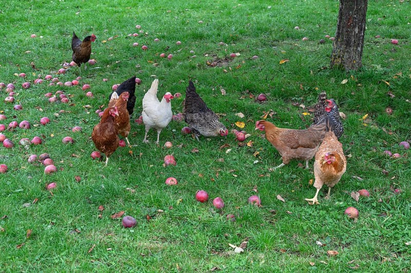 Chickens (Gallus gallus domesticus) in a meadow with fallen apples (Malus), Morschreuth, Upper Franconia, Bavaria, Germany
