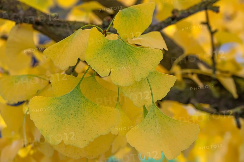 Yellow, autumn-coloured leaves from the ginkgo tree (ginkgo biloba), Franconia, Bavaria, Germany