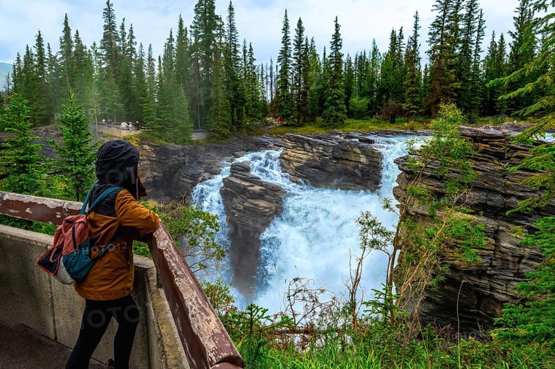 Tourist in a hooded jacket and backpack leaning on a wooden railing, admiring the powerful athabasca falls surrounded by lush pine forest in jasper national park, alberta