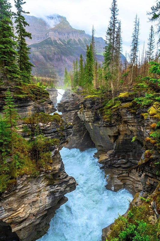Powerful athabasca falls cascades through a narrow gorge carved into the rock, surrounded by lush green pine trees and mist rising from the churning water in jasper national park, alberta, canada