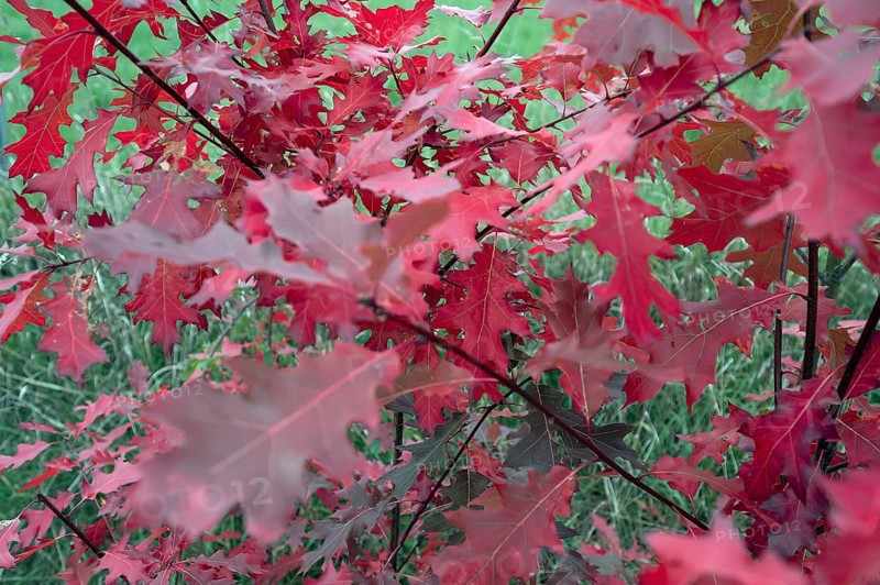 Leaves of the red oak, (Prunus domestica subsp. domestica), Bavaria, Germany