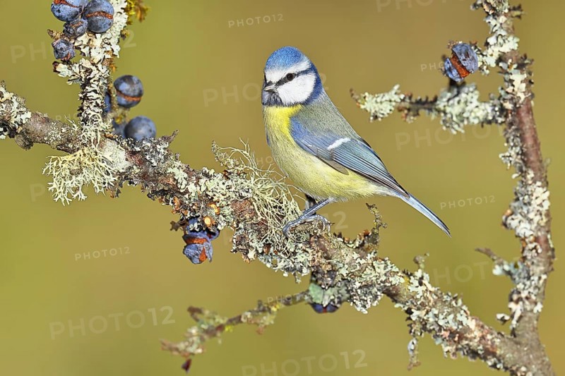 Blue tit (Parus caeruleus), sitting on a branch in a blackthorn bush, (Prunus spinosa), sloes, with ripe fruit, autumn, wildlife, animals, tit family, songbird, birds, Wilnsdorf, North Rhine-Westphalia, Germany