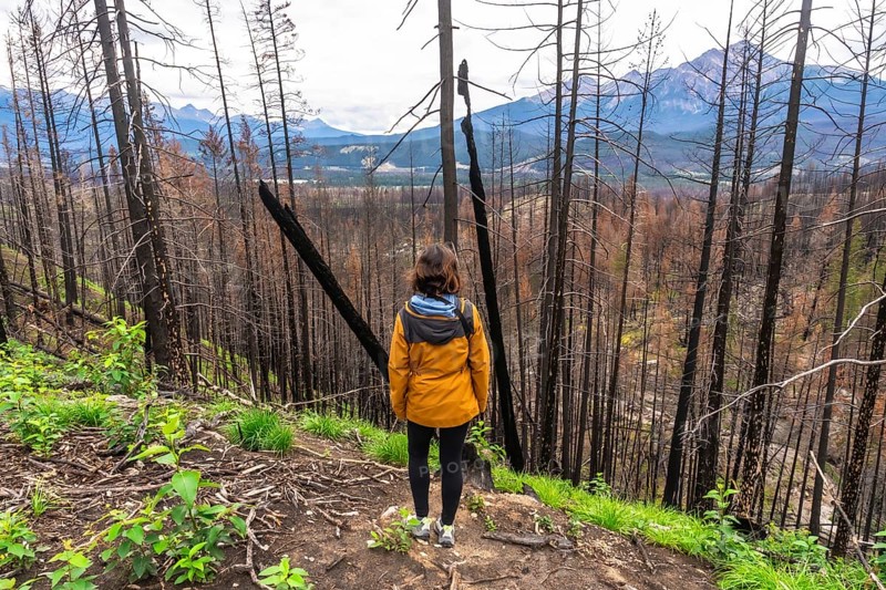 Hiker observes a burned forest with new vegetation growing, showing resilience and regrowth after a wildfire in jasper national park, with the imposing rocky mountains in the background