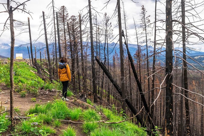 Hiker observing the aftermath of a wildfire in jasper national park, witnessing charred trees and new growth against majestic mountains, illustrates nature's cycle of destruction and renewal