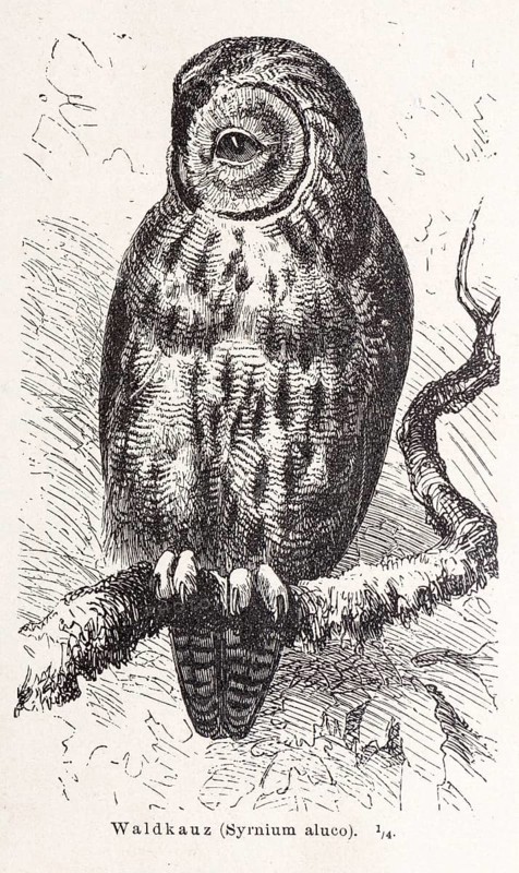 Tawny owl (Strix aluco) sitting on a lichen-covered branch, mystical illustration of an owl on a black and white, natural backdrop, forest, trees, lithograph, artwork, old illustration, drawing, historical black and white illustration from Meyers Konversationslexikon, 4th edition, 1889-1890