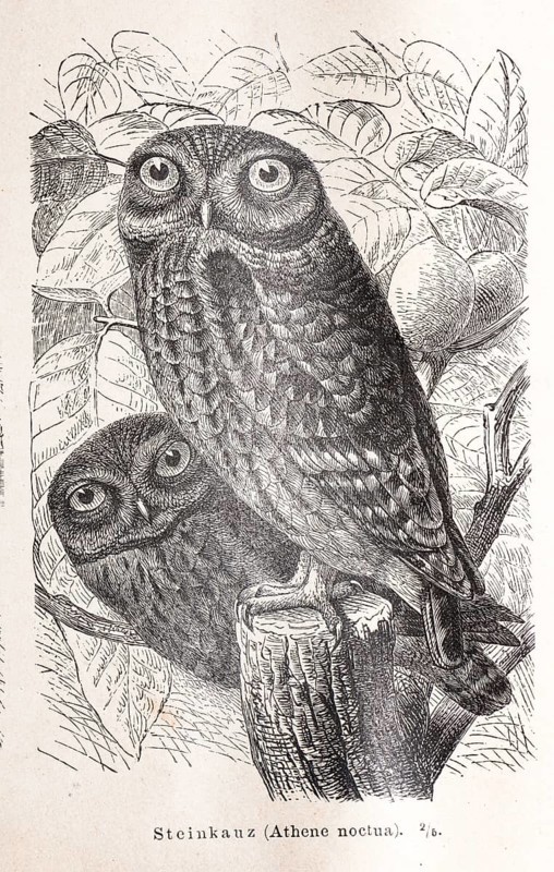 Little owl (Athene noctua), two little owls, owls in a black and white illustration on a tree stump, branch against a natural background, leaves, forest, both looking at the viewer with big eyes, black and white lithograph, work of art, old illustration, drawing, historical black and white illustration from Meyers Konversationslexikon, 4th edition, 1889-1890